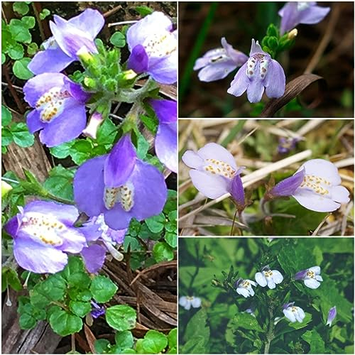 500 pcs mazus reptans - lippenmäulchen samen pflanzen garten dachbegrünung bienen wiese bodendecker winterhart, plant winterfeste pflanzen für kübel sommerblumen seed mittagsblume