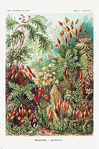 Close Up Laubmoose (Muscinae) Poster Ernst Haeckel - Kunstformen der Natur - Tafel 72 (61cm x 91,5cm)