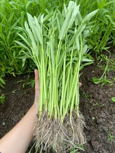 420+ Ong Choy Seeds - Rau Muong La TRE, Kangkong, Kong Xin CAI, Water Spinach Seeds - Premium, Heirloom, Non GMO, 99% Germination Rate - Easy to Grow Vegetable for Yard & Garden Planting