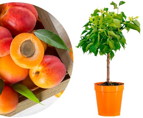 Meine Orangerie - Zwergobst Stämmchen Aprikose - Zwergaprikose - Höhe inkl. Topf ca. 70-90cm - winterharter Aprikosenbaum für Garten, Balkon oder Terrasse im Ø22-24cm Topf