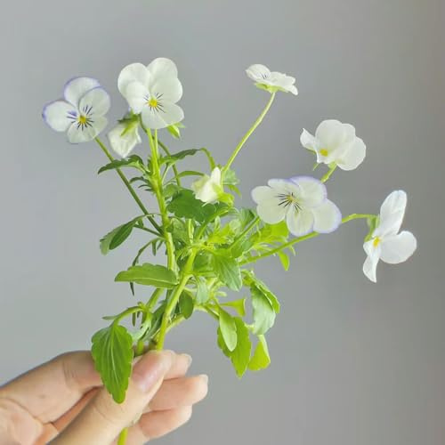 semi di viola del pensiero, giardino roccioso decorazioni per esterni d'appartamento esotiche serre balcone recisi resistenti, 600pcs
