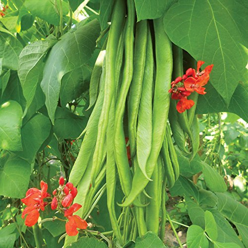 Runner Bean Seeds Grow Your Own Vegetables for Garden & Allotment Produce Firestorm Variety Approx 40 Seeds Finished Packet by Thompson & Morgan