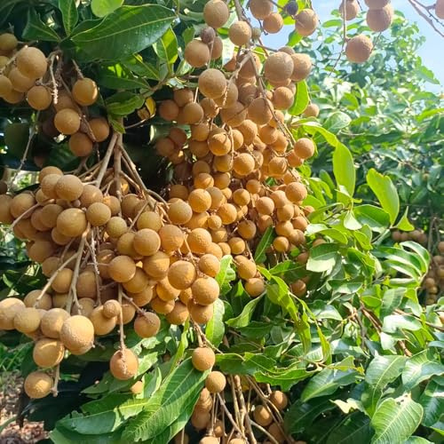 Semi di longan, esotiche Dimocarpus longan - frutto colonnare resistente semi di per il giardino frutteto comprare rari 50pcs