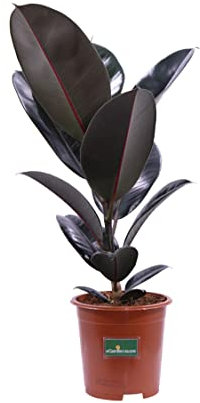 Pianta di Ficus Elastica Abidjan pianta da interno pianta ornamentale di Ficus Abidjan pianta da arredo pianta vera di Ficus Elastica varietà Abidjan venduta da eGarden.store (Vaso 17 cm)