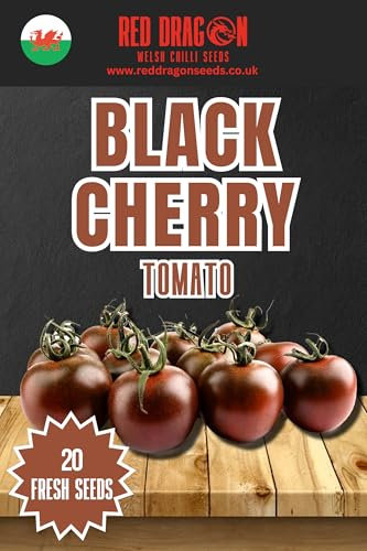 Black Cherry Tomato Seeds 20 Fresh Black Cherry Tomato Seeds