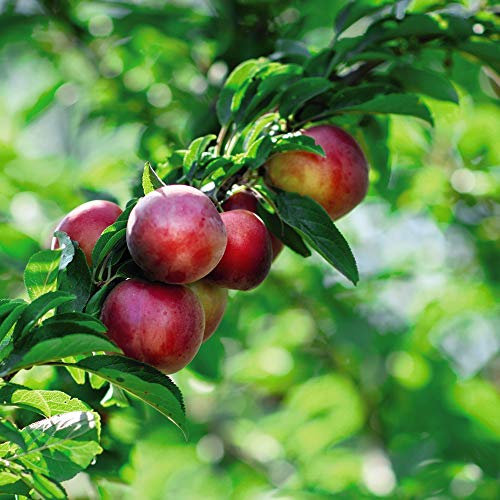 Nectarine ‘Madame Blanchette’ 1x Feathered Maiden Bare Root Tree 1500mm by Thompson and Morgan