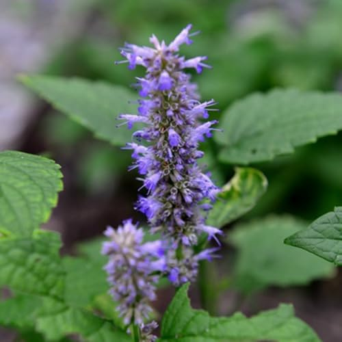 semillas de agastache - al aire libre decoración jardín 500pcs