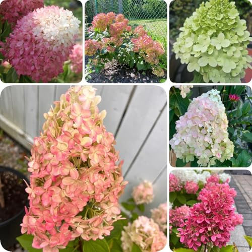 200 pcs Rispenhortensien Winterhart Pflanze, geschenk garten samen balkon Hydrangea Paniculata flowers zimmerpflanzen samen bienenweide saatgut pflanzen garten outdoor pflanzen winterharte