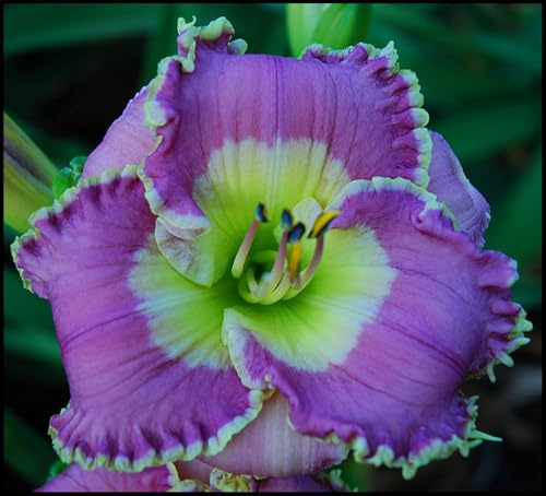 Bulbos de Hemerocallis - Se Acomodan a Diferentes Suelos - Florecen de Forma Continuada-8 Bulbos