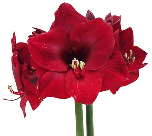 Mandela Dark Red Amaryllis Bulb – Large Bulb for Planting, 4-8 Blooms, 16–24 Tall – Elegant Indoor & Outdoor Plant – Ideal for Seasonal Decor – Low-Maintenance Amaryllis Bulb (Not in Wax)