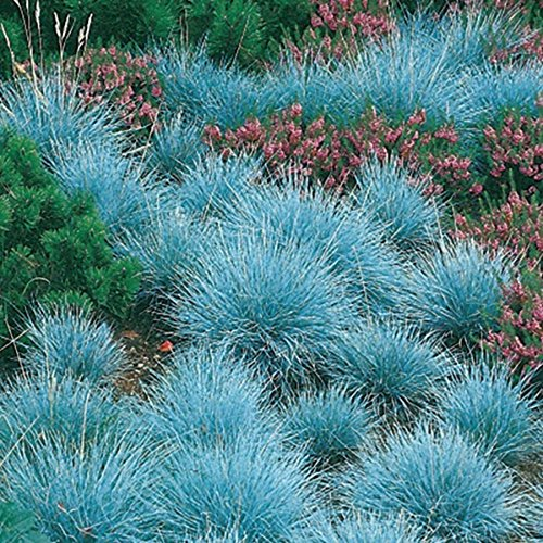 Stauden Gänge 3 x Festuca glauca/cinerea 'Festina' im 1 Liter (Ziergras/Gräser/Winterhart/Bodendecker/Mehrjährig/Immergrün) Blauschwingel - Intensives Blau für moderne Gartenakzente