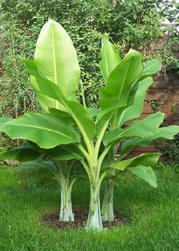 TROPICA - Große Schneebanane (Ensete glaucum syn. Ensete wilsonii) - 10 Samen