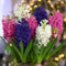Hyacinth Value Pagoda Mix - Exotic Blooms and Enchanting Fragrance - Pack of 25 Bulbs by Thompson and Morgan