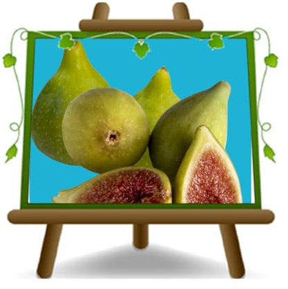 EURO PLANTS VIVAI Fico Melanzana Bianca - Pianta da frutto Antico su vaso da 20 cm. - *Altezza: 150~170 cm. - Età 2 anni