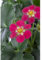 Erdbeere 'Fragoo® Toscana' - Fragaria x ananassa, Erdbeerpflanze im Topf 11 cm in Gärtnerqualität von Blumen Eber - 11 cm