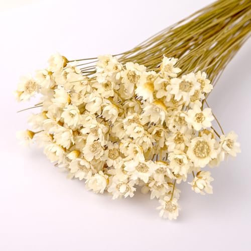100 grenar små stjärnblommor, vita brasilianska stjärnblommor för DIY-konst, resin, scrapbooking, smyckestillverkning, blomsterdekorationer