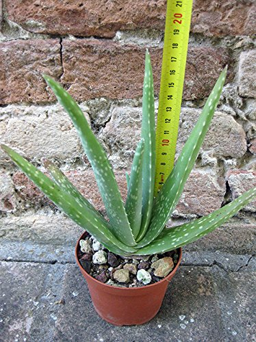Aloe vera var. chinensis 20 cm, cactus, plante succulente