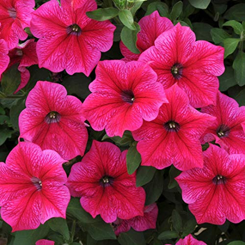 1000 Petunia Nana Compacta Rose of Heaven Seeds - Vibrant Pink - 1000 Seeds