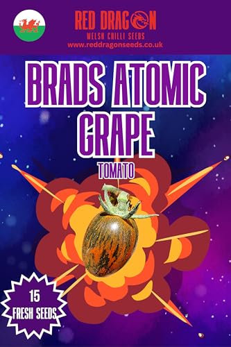 Brads Atomic Grape Cherry Tomato Seeds - 15 Fresh Seeds