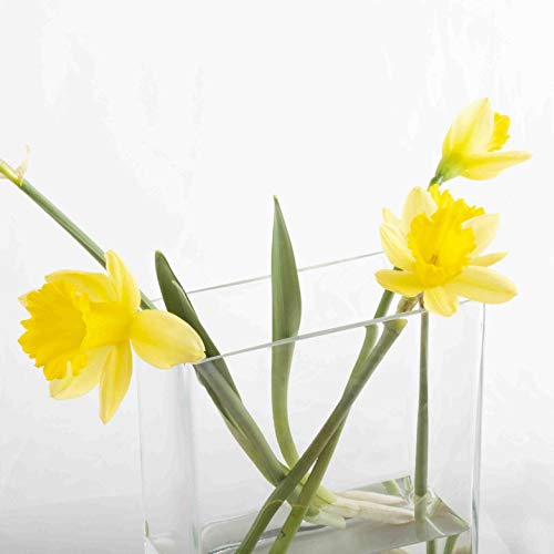 Franquihogar - Florero de Vidrio Cuadrado Rectangular para Plantas hidropónicas, Jarrón de Cristal Hecho a Mano para decoración | Nimes (2L)