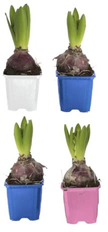 Flores de Jacinto - Pack 4 Bulbos - Hyacinthus Orientalis - Bulbos de Exterior para Terraza y Jardín