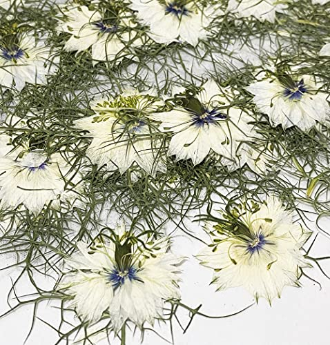 HANDI-KAFU 12 Stück weiße Nigella Damascena echte natürliche getrocknete gepresste Blumen für Harz Kunst Handwerk DIY