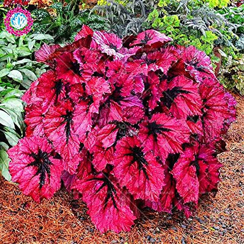 Kalash nouvelle 100pcs tree Begonia graines pour arborescences Maroon Violet