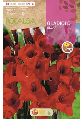 Bulbo Gladiolo rojo vivo 10 uds