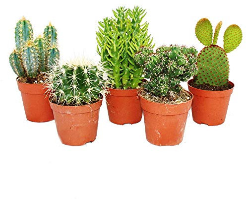 Pack 5 Cactus Variados en Maceta de 5cm Kit Ahorro Plantas Naturales.