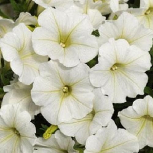 25 semillas de petunia granulados por ondas de choque de coco Petunia que se arrastra