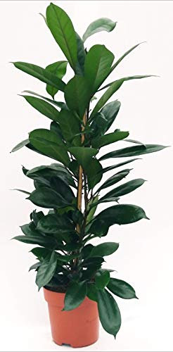 POWERS TO FLOWERS - FICUS CYATHISTIPULA, ALTEZZA 120CM, pianta vera