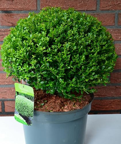 japanische Hülse Ilex crenata Glorie Dwarf -R- Kugel 35-40 cm Durchmesser im 5 Liter Pflanzcontainer