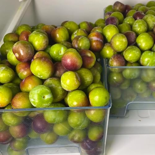 semi di susino semi di esotico per giardinieri frutto colonnare frutteto serre da balcone raro comprare da frutto nani, resistenti vecchie varietà colonnari 30pcs