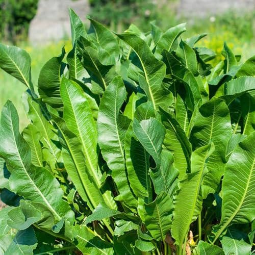 semi di rafano resistenti - giardino varietà antiche 200pcs