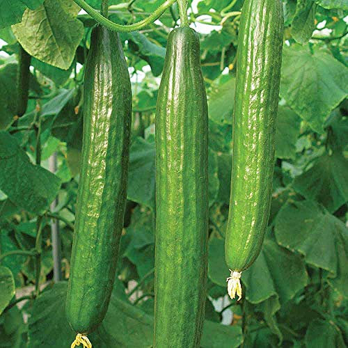 Cucumber Vegetable Seeds, Grow Your Own Crops for Garden, Allotment & Greenhouse Bella Variety 1x Packet by Thompson and Morgan
