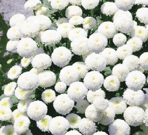 100 Chrysanthemum Parthenium Snowball Tanacetum Exhibition Flower by Pretty Wild Seeds
