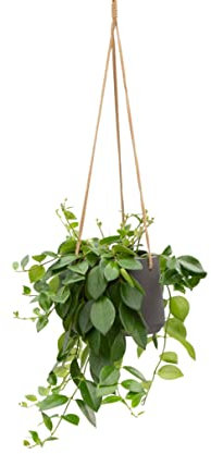 Aeschynanthu Mona Lisa Red s 35-40cm Drop in a 15cm Hanging Pot Lipstick Plant