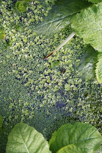 Lemnoideae Minor. (Duckweed). Very Small Floating Pond Plant That absorbs Excess nitrates from The Water. Good Sized Handful Sent Bare Root Simply Rinse into Your Pond. Organic.
