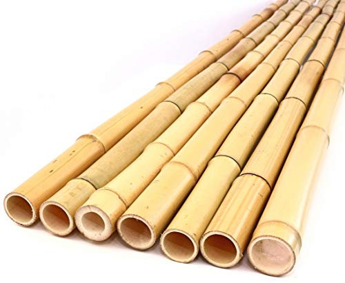 bambus-discount.com 1 tube de bambou Tokyo - 200 cm - Diamètre : 2,8 à 3,5 cm - Laqué - Barre en bambou de 2 m de long avec vernis transparent