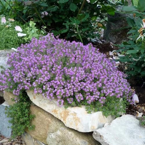 1000 pcs sandthymian bodendecker samen - Thymus serpyllum - winterharte pflanzen für balkon, pflanzen samen indoor kriechender thymian samen kräuterbeet indoor, bio samen kräuter,