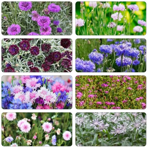 semi Fiordaliso jardín estate perenne resistente reale silvestre balcone parterre bonsái interno prado 250pcs