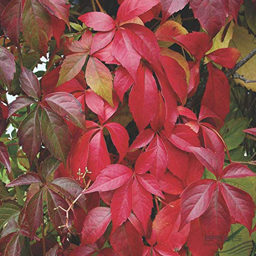 Parthenocissus Quinquefolia 'Engelmannii' - Wilder Wein 50-60 cm Pflanzcontainer