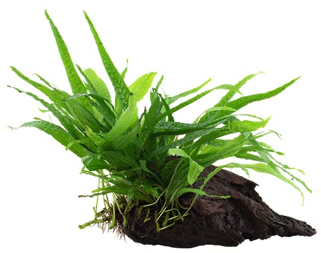 Aquarium Pflanze Microsorum pteropus 'Narrow' Javafarn Wasserpflanze auf Wurzel Nr.008A YWS Aquariumpflanze Wurzelstock Rhizom