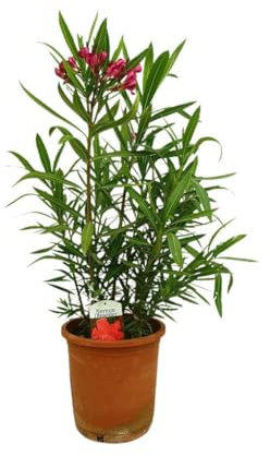 Garden Center Shop | Adelfa Roja M25 (60-80 cm) | Arbusto Mediterráneo Floración Roja Intensa | Nerium oleander Resistente y Elegante para Jardín y Exteriores