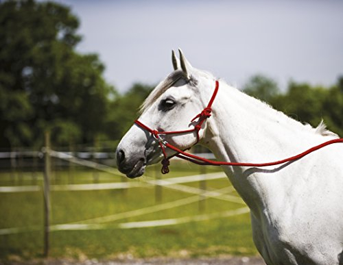 EKKIA Ethnologisches Halfter mit Zügel Farbe rot
