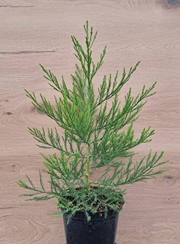 1st. Mammutbaum 10-15cm Sequoiadendron giganteum Riesenmammutbaum aus der Baumschule