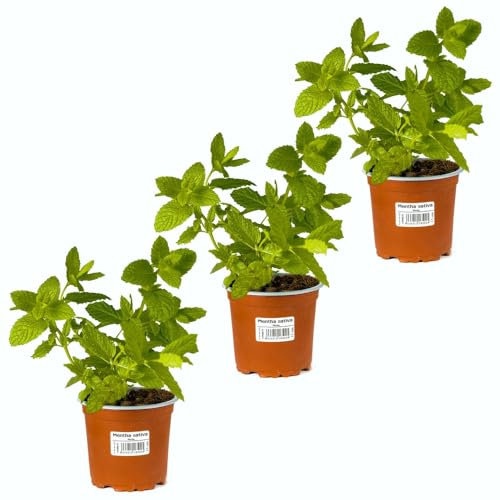 Hierbabuena Aromática |Pack 3 Plantas | DECOALIVE Planta de Menta Hierba Buena Comestible