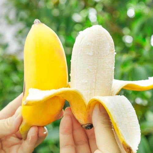 bananen bananenpflanze samen - bananenbaum - bananensamen zimmerpflanzen, samen topf pflanze frisches obst, deko wohnzimmer obst frisch, winterharte pflanzen für balkon bio saatgut, 50pcs