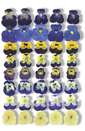 fKiZanthene Lot de Quarante Fleurs Sèchées Comestibles, Fleurs de Penseé pour Décoration de Gâteau, Quatre Designs – pour Cuisine, Fêtes d’Anniversaire et Célébrations