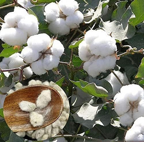 Semi di Cotone Naturale per Piante, 45 Semi, Batuffoli di Cotone naturali fatti in casa, Seed cotton
